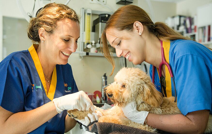 Avian Vet Dubai | Bird Specialist Clinic & Care Services